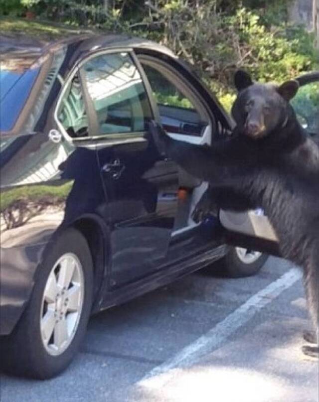黑熊自行打开驾驶座的车门
