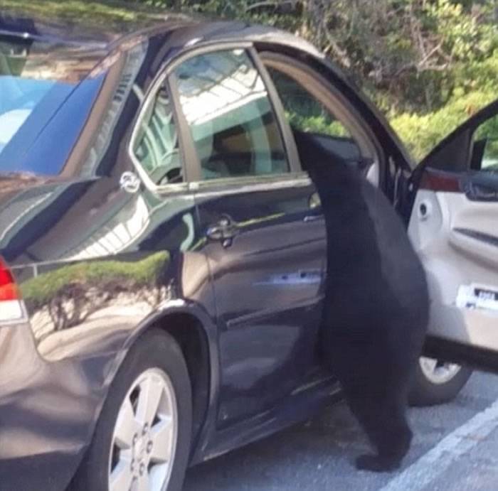 黑熊跳进车厢