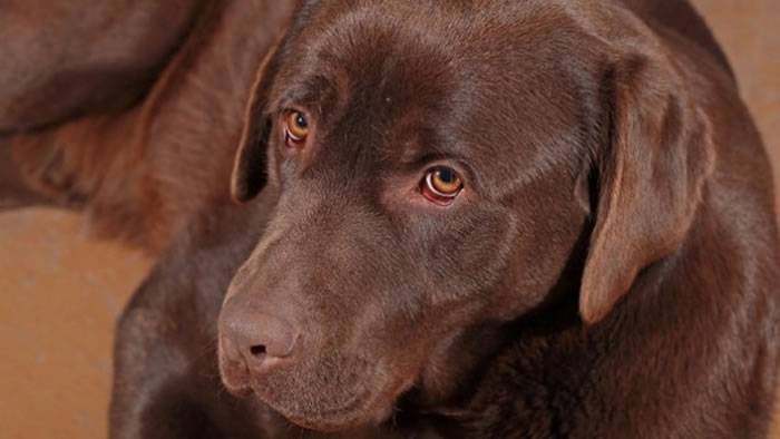 美国印第安纳州一只叫“扳机”的拉布拉多犬误触猎枪扳机射伤女主人