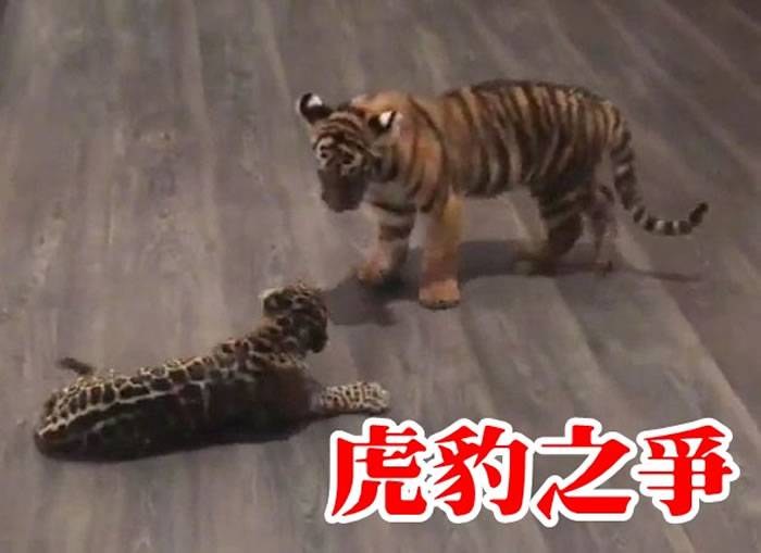 小美洲豹作出挑衅，似想跟小老虎打架。