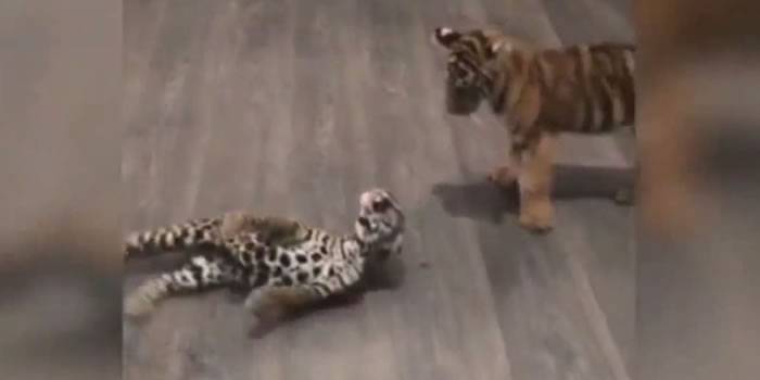 小美洲豹（左）有时在地板上转来转去