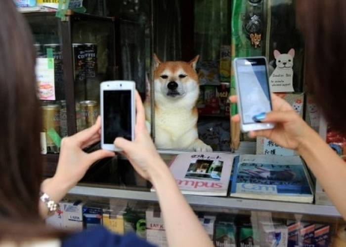 不少游人慕小柴君之名而到铃木香烟店来