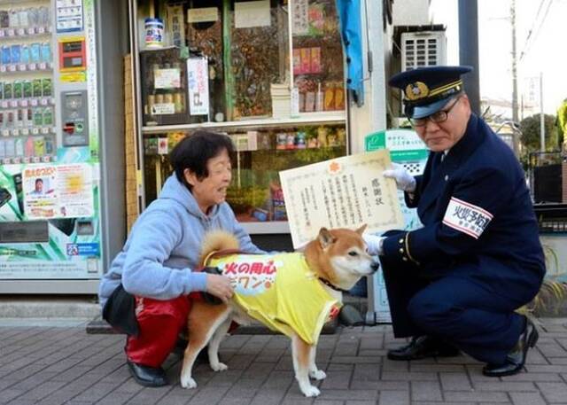 小柴君是小金井市的防火大使，曾获当地消防局颁发感谢状。