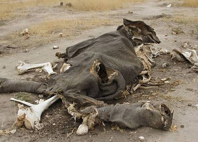 万基国家公园近日有大量大象死亡，部分可能是巡逻员所为。