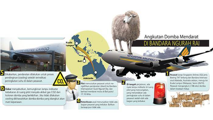 2186只山羊空中放屁新加坡航空公司班机迫降巴厘岛