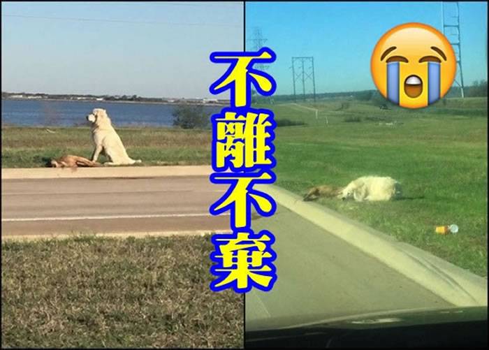 大白熊犬全程看守死去同伴的尸体