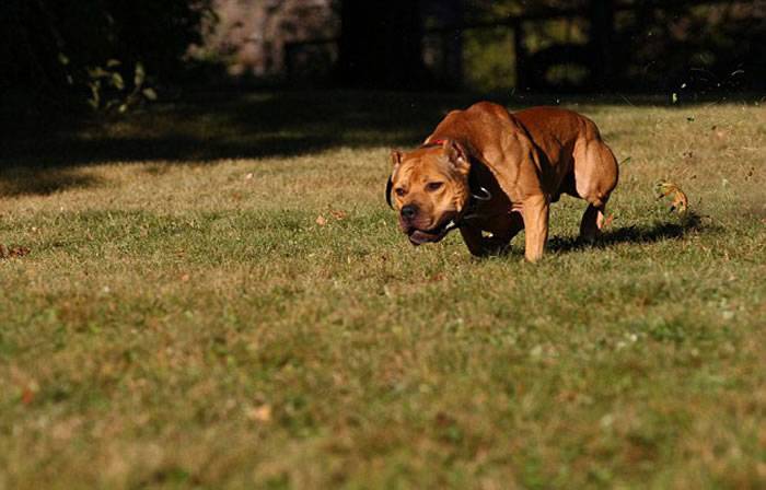 世界级精英保镖犬——3岁的美国斗牛犬艾希Ace引起人们关注