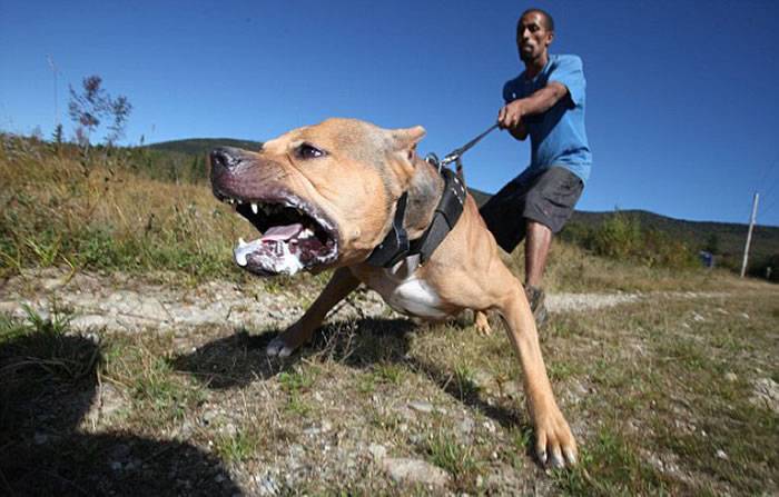 世界级精英保镖犬——3岁的美国斗牛犬艾希Ace引起人们关注