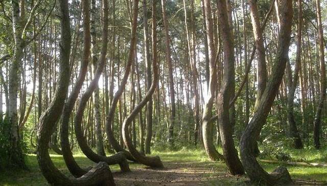 波兰“弯曲森林”（CrookedForest）里面的松树大部分都弯曲生长