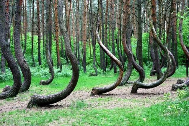 波兰“弯曲森林”（CrookedForest）里面的松树大部分都弯曲生长