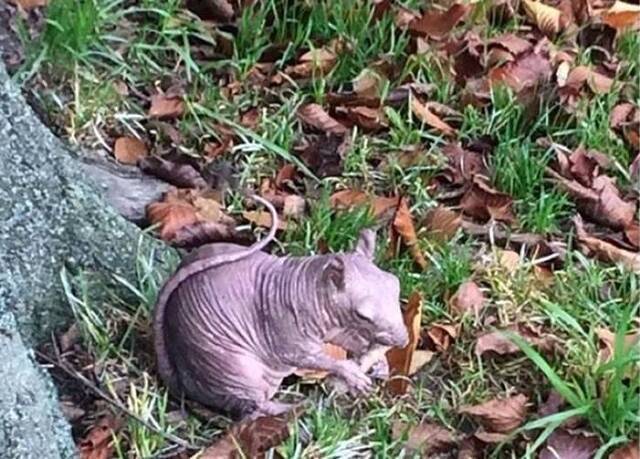 邓斯特布尔的居民在担心无毛松鼠会抵不住严寒。