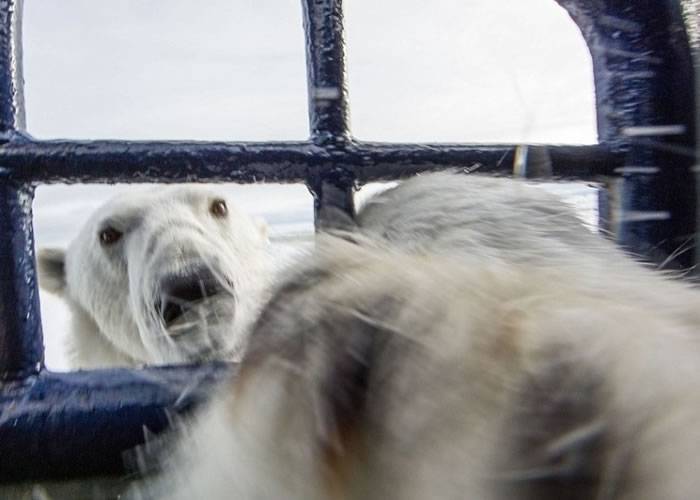 北极熊伸出前爪，意图抢走卡津拉斯的相机。