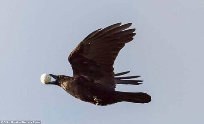 英国根西岛一只乌鸦俯冲叼走高尔夫球迅速飞走以为是鸟蛋