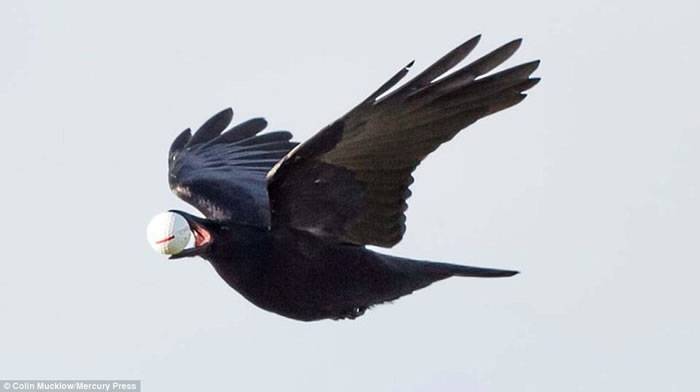 英国根西岛一只乌鸦俯冲叼走高尔夫球迅速飞走，以为是鸟蛋