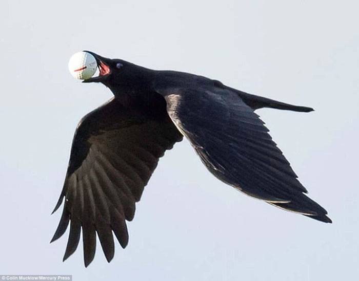 英国根西岛一只乌鸦俯冲叼走高尔夫球迅速飞走，以为是鸟蛋