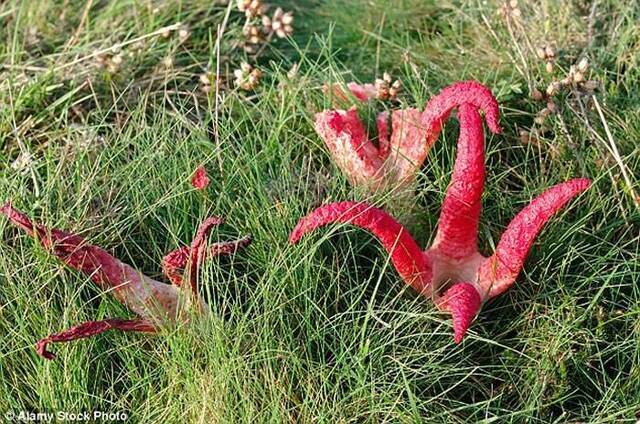 其实它是俗称“恶魔手指”的腹菌植物