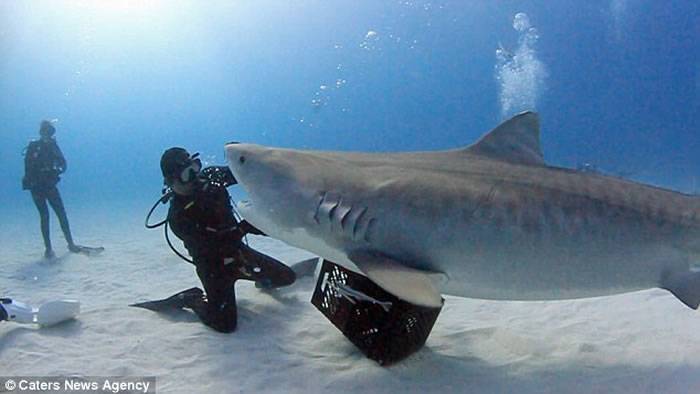 美国男子EliMartinez让重达一吨的虎鲨在他手掌上表演180度旋体