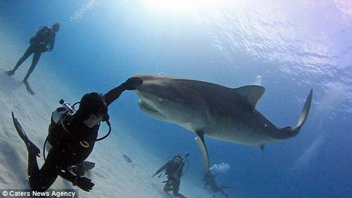 美国男子EliMartinez让重达一吨的虎鲨在他手掌上表演180度旋体