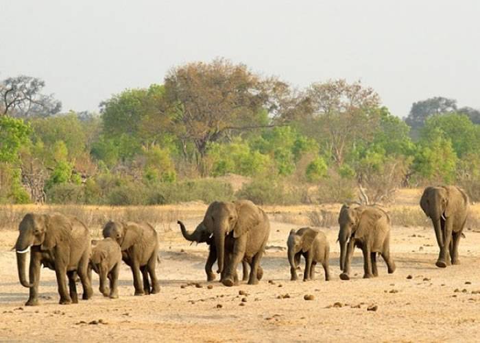 津巴布韦有意继续向中国出口大象