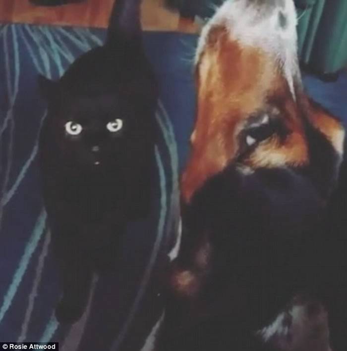 麦洛（图右）兴奋得昂首高歌，小黑猫（图左）只是冷眼旁观。