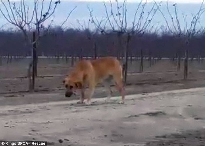 美国忠犬被无情主人遗弃荒野