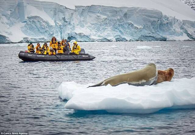 一群乘坐小船的游客亦围观海豹交配
