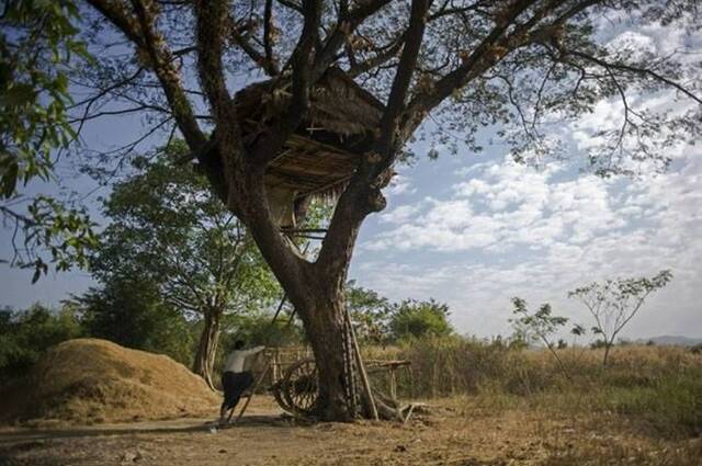 缅甸南部村镇村民在树上搭建房子躲避野象攻击，听到如雷般脚步声就爬上树屋