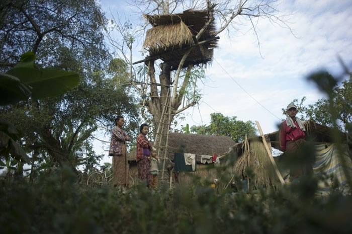 缅甸南部村镇村民在树上搭建房子躲避野象攻击听到如雷般脚步声就爬上树屋