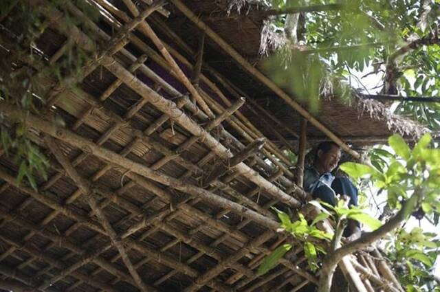 缅甸南部村镇村民在树上搭建房子躲避野象攻击，听到如雷般脚步声就爬上树屋