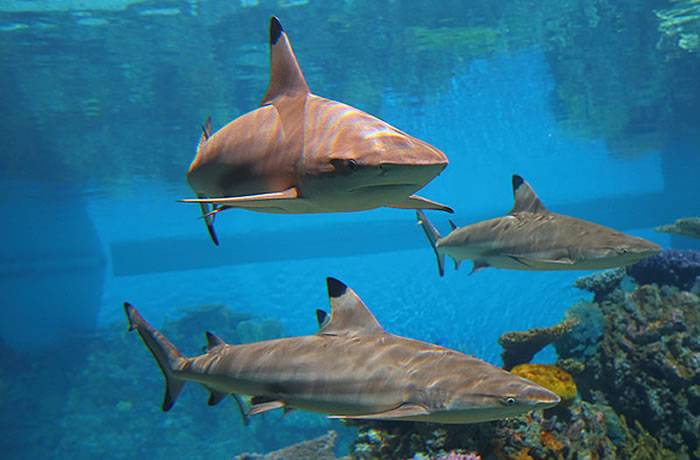 巴尔的摩国家水族馆内的黑边鳍真鲨。官方等调查结束才会公布受害鲨鱼照片。