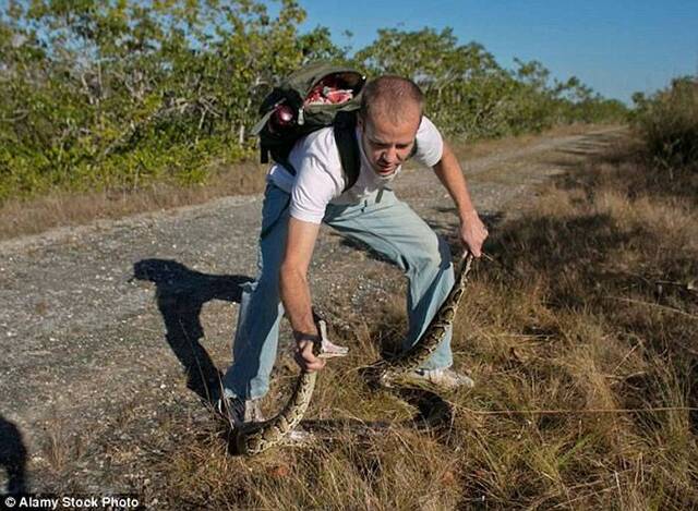 美国佛罗里达州展开2016猎蟒大赛“PythonChallenge”超过600猎人慕名而来