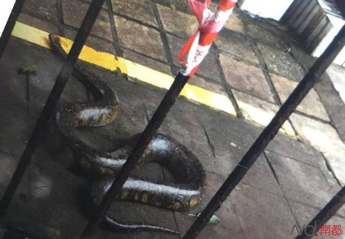 3米长蟒蛇出现在广东珠海巴士站可能是从附近挖山工地逃出