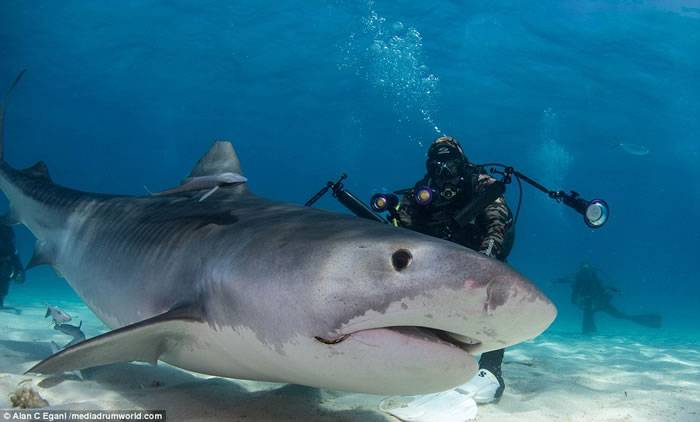 英国潜水爱好者AlanEgan被称为“鲨语者”，曾多次与虎鲨在海底亲密接触