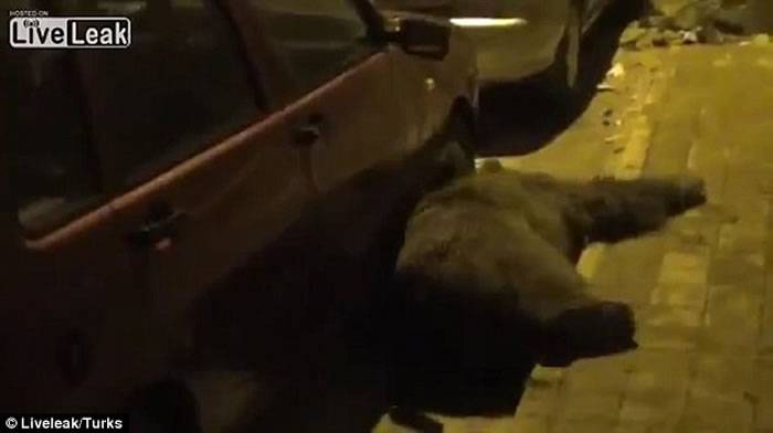 棕熊（红圈示）在一辆汽车旁倒下。