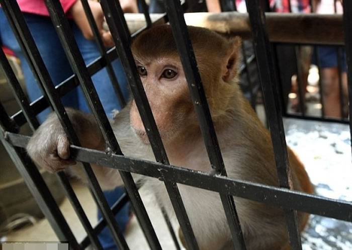猕猴被锁笼车内“游街示众”。