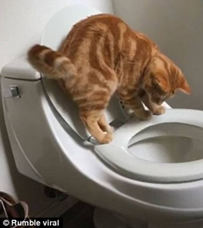 美国加州雌性猫咪懂得跳上马桶如厕完事后更用爪擦擦厕板