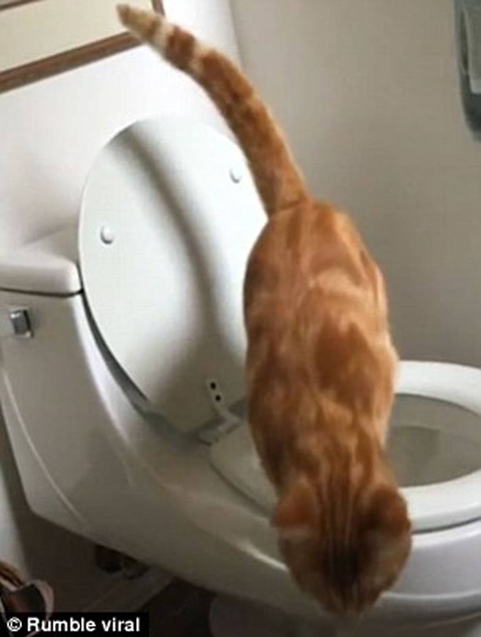 美国加州雌性猫咪懂得跳上马桶如厕完事后更用爪擦擦厕板