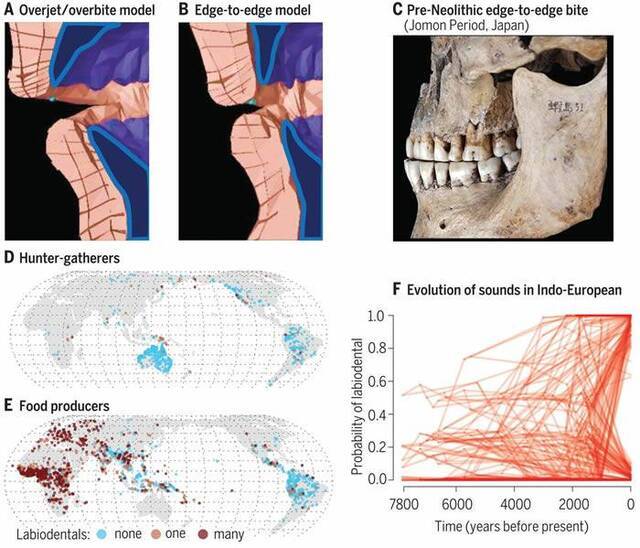 人类与饮食相关的撕咬变化促成新语音的传播
