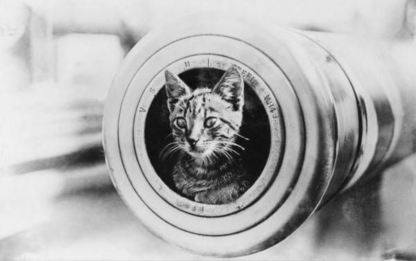 「HMAS遭遇号」（HMASEncounter）上的军猫