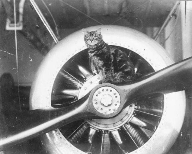 Pincher是HMSVindex号上的「吉祥物」，坐在舰上飞机的螺旋桨上。