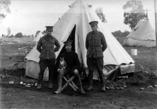 1915年8月12日，澳洲官兵与猫。