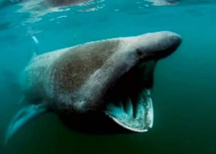 姥鲨游动缓慢，依靠1米阔的大嘴捕食浮游生物。