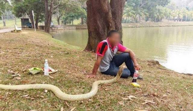 泰国男子相信一条金黄色眼镜蛇是去世女友转世每天都会与它为伍
