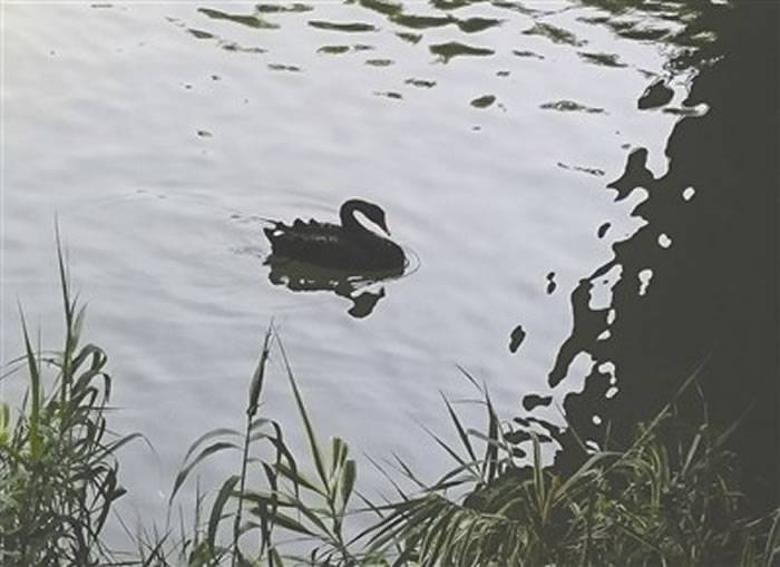 四川省攀枝花市滨河公园河道母天鹅孵蛋时被偷走公天鹅悲鸣