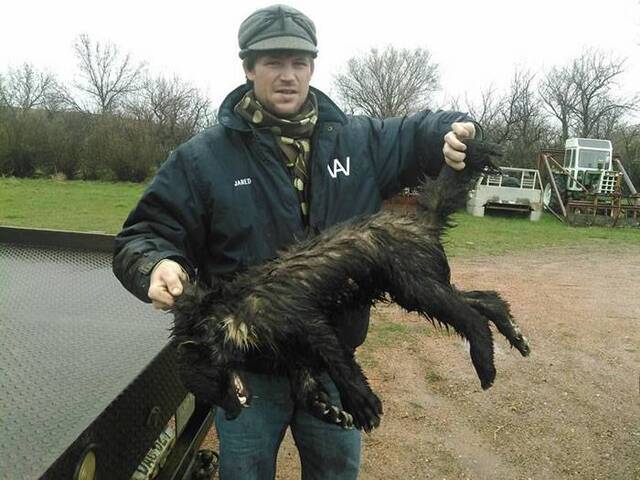 美国北达科他州绝迹150年的狼獾难得现身却立即被农场主射杀