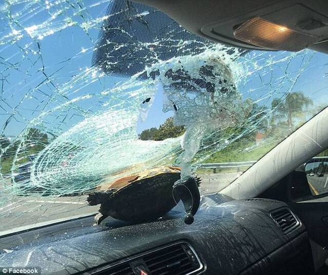 美国女子开车公路行驶一只乌龟突然迎面飞来撞破挡风玻璃