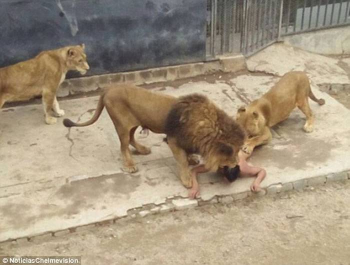智利男子跳进动物园狮子栏舍中自杀为救他两只狮子被射杀