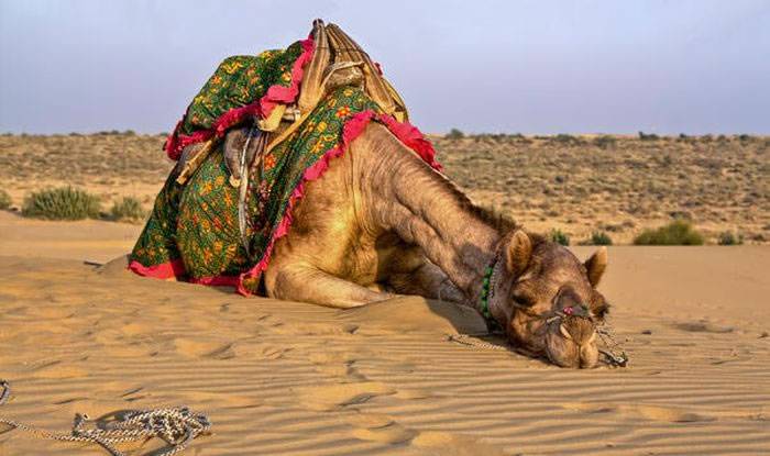 印度一只骆驼因为主人只顾闲聊忘记替它解开缰绳被暴晒一整天发狠咬下主人脑袋