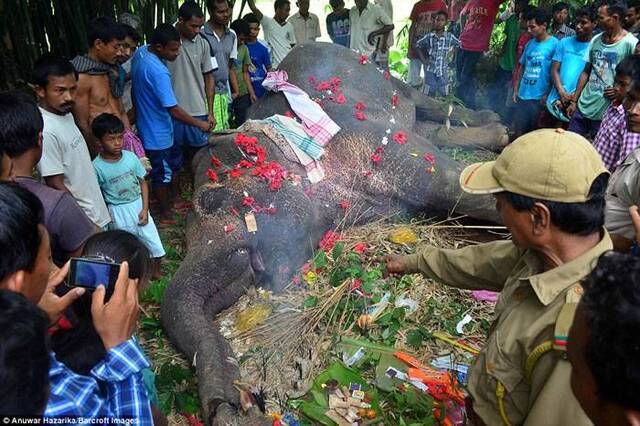 印度大象觅食触高压电丧命百位村民送上鲜花