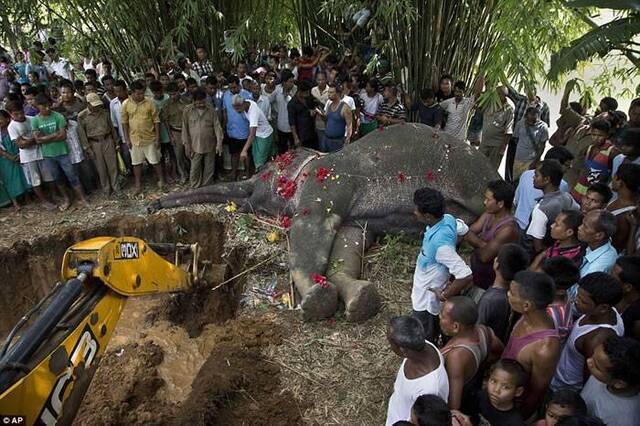 印度大象觅食触高压电丧命百位村民送上鲜花